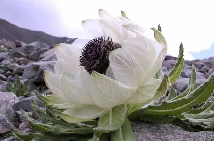 雪莲的繁殖方式 主要价值以及花语 坚韧 纯洁 好花网