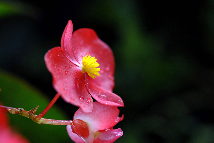 秋海棠花的繁殖方式以及栽培技术 好花网