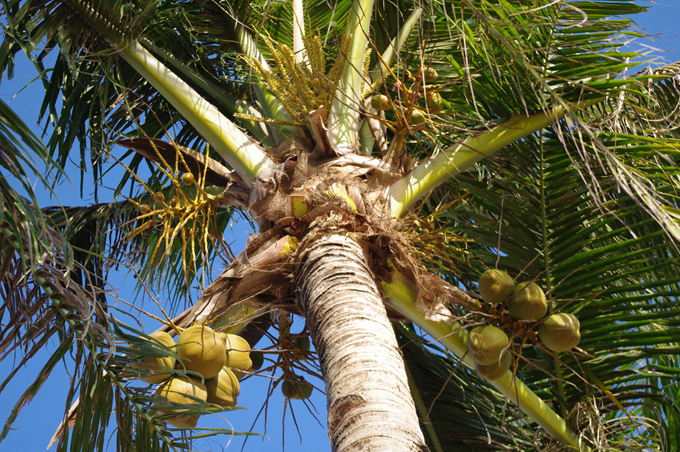富贵椰子又称缨络椰子,是棕榈科丛生灌木,茎基具多分枝,株高可达3米