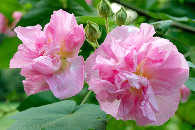 芙蓉花的养殖方法图片