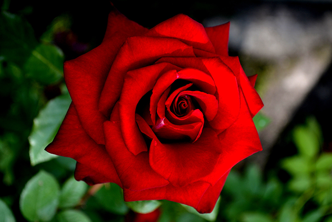送红玫瑰花有什么含义 好花网