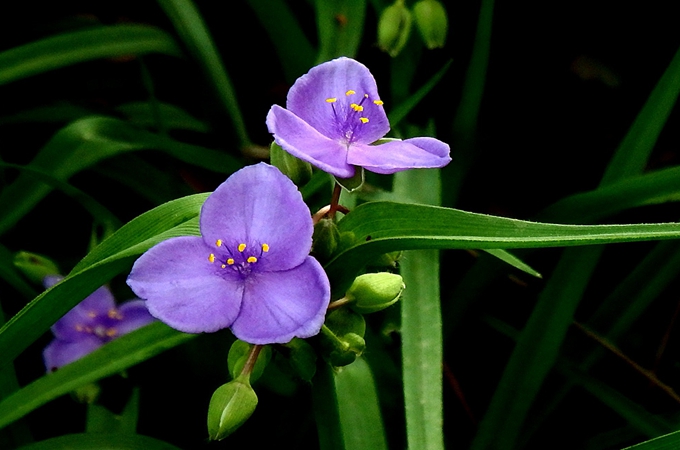 关于紫露草的一些用途 你了解多少呢 好花网